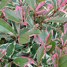 Laurier Tin Viburnum Tinus Avec Boutons Floraux Et Fleurs Photo