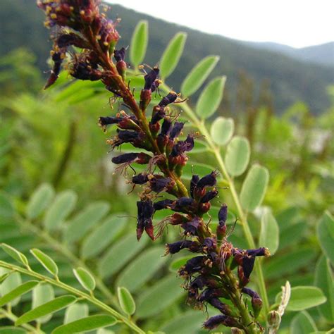 Licorice Root (Glycyrrhiza glabra) – Herbal Healing Inc