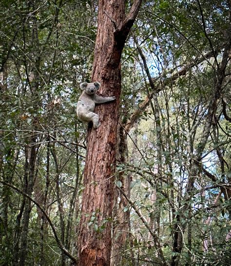 Koala Habitat Conservation – Koala Hospital