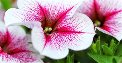 How To Grow And Care For Petunia Love The Garden