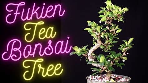 Fukien Tea Bonsai Repotted Ehretia Microphylla Carmona Retusa YouTube