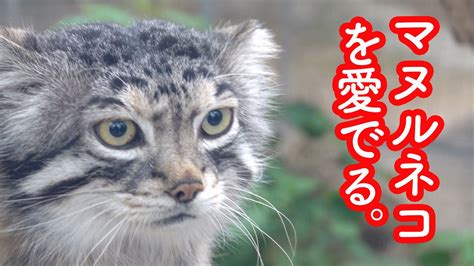 マヌルネコのレフくんがまったりしてるのを愛でる動画。神戸どうぶつ王国2022年5月 Pallass Cat Youtube