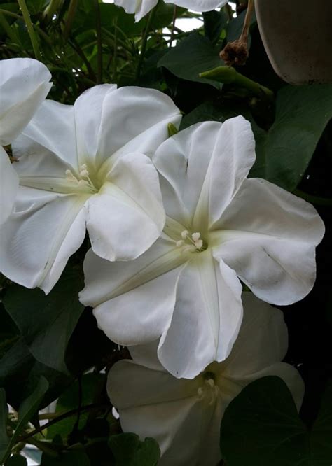 Ipomoea Alba Maanblom Moon Vine Moonflower Tropical White Morning