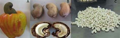 Cashew Fruit Anacardium Occidentale L Complete Fruit Orange Download Scientific Diagram