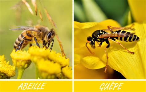 Abeille Ou Guepe Hotsell Cpshouston Net