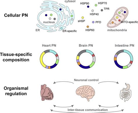 Differential Scales Of Proteostasis Regulation In Multicellular