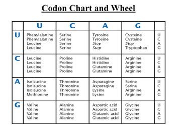 Protein Synthesis Codon Chart Codon Wheel By Coach Smith Science