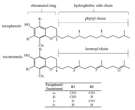 The Structure Of Tocopherols Tocotrienols And Differences In The