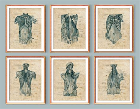 6 Torso Muscles Anatomy Posters Muscular System Structure Etsy