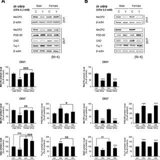 Concentration Dependent Effects Of VPA Exposure On Gender Isolated