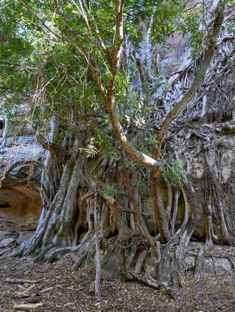 Ferntree Gully Circuit Near Rylstone Nsw Hiking Scenery