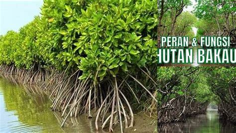 Temukan Beragam Manfaat Hutan Bakau Yang Jarang Diketahui Iabukit