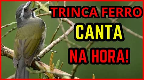 Testado Abra O Canto Do Seu Trinca Ferro Esquenta Trinca Ferro Youtube