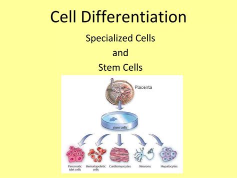 Cell differentiation | PPT