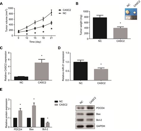 Long Non Coding Rna Casc Serves As A Cerna Of Microrna To Promote Ott