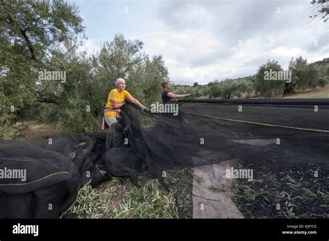 Olive Grove Spain Workers Hi Res Stock Photography And Images Alamy