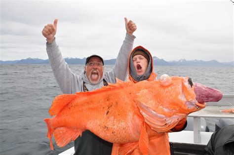 Rockfish Fishing Alaska | Rockfishing Alaska | Rock Fishing Alaska