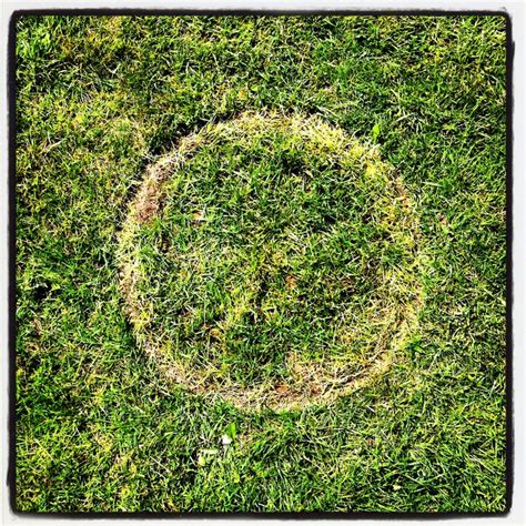 Grass Circle Instagram Pictures Iphone Photos Pictures