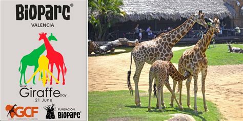 BIOPARC Valencia celebra el Día internacional de la Jirafa