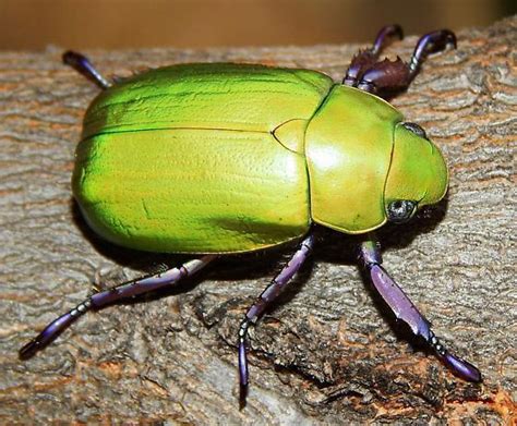Jewel Scarab Beetle – Identification, Life Cycle, Facts & Pictures