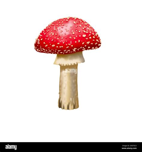 Watercolor Red Fly Agaric Realistic Fly Agaric Mushroom Poisonous