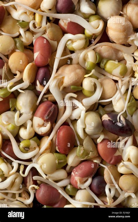 Fresh Raw Different Sprouts Full Frame Stock Photo Alamy