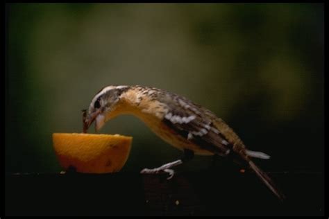 Black Headed Grosbeak Redwood Regional Park Test Guide Vl Inaturalist