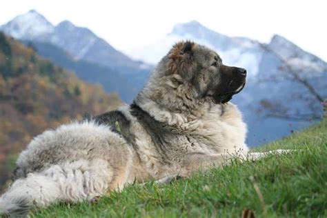 Nagazi Caucasian Shepherd Dog Livestock Guardian Dog Every Dog Breed