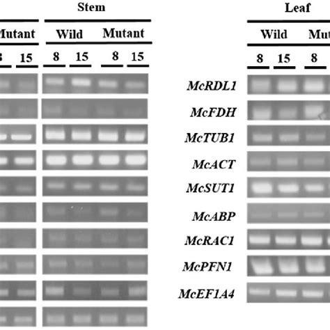 Transcript Abundance Of The Putative Cotton Fiber Development Related