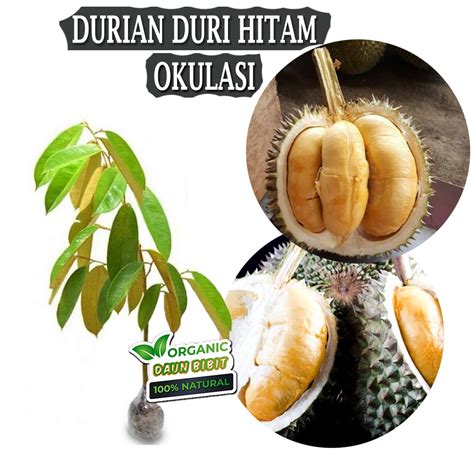 Jual Bibit Durian Duri Hitam Black Thorn Okulasi Valid Tabulampot