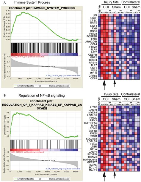 Gene Set Enrichment Analysis Gsea Confirms Induction Of A Broad