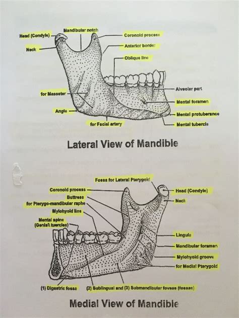 Anatomy Of Mandible Dental Hygiene National Board Exam Dental