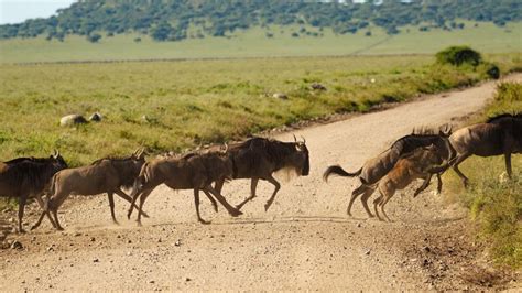 Serengeti Safari Migration De Jours Avec Vol En Montgolfi Re