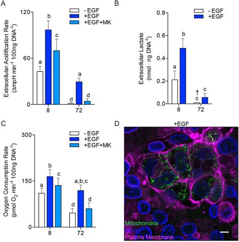 Epidermal Growth Factor And Akt Contribute To Metabolism And