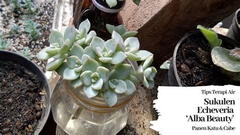 Gardening Tips Terapi Air Sukulen Echeveria Alba Beauty Panen