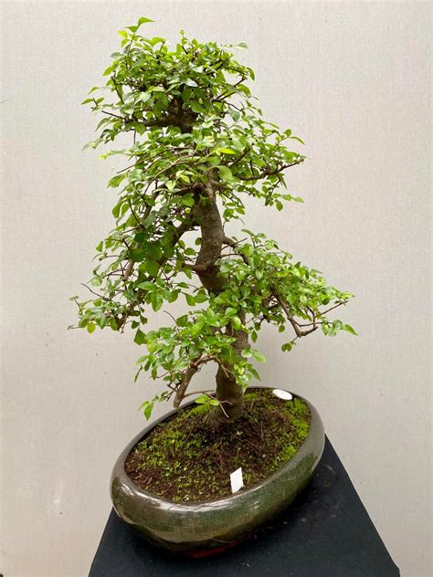 Bonsai Zelkova Nr 213 Matthijsplantenpaleis