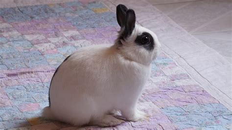 Most Popular Rabbit Breeds Complete Guide