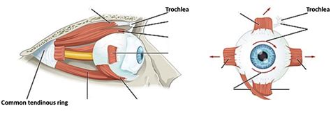 eye muscles Diagram | Quizlet