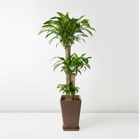 Dracaena Fragrans | Flora Houses