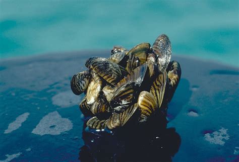 Zebra Mussel Cluster Zebra Mussel Cluster Photo Taken By Flickr