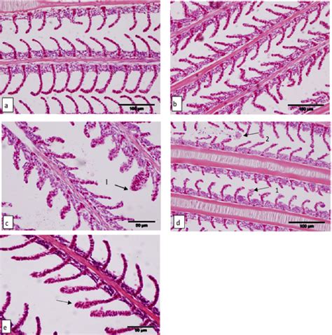 Figure From Gill Histology Of Nile Tilapia Oreochromis Niloticus