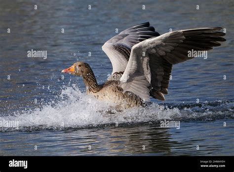 Greylag goose in flight in its habitat in Denmark Stock Photo - Alamy