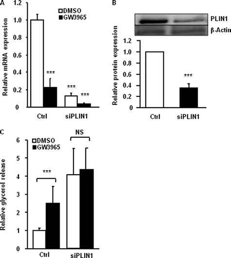 Knockdown Of Plin1 Abolishes The Effect Of Lxr On Activation Of