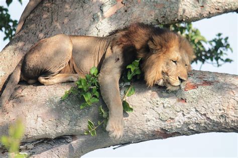 Lion Tracking Experiential Tourism In Queen Elizabeth Park