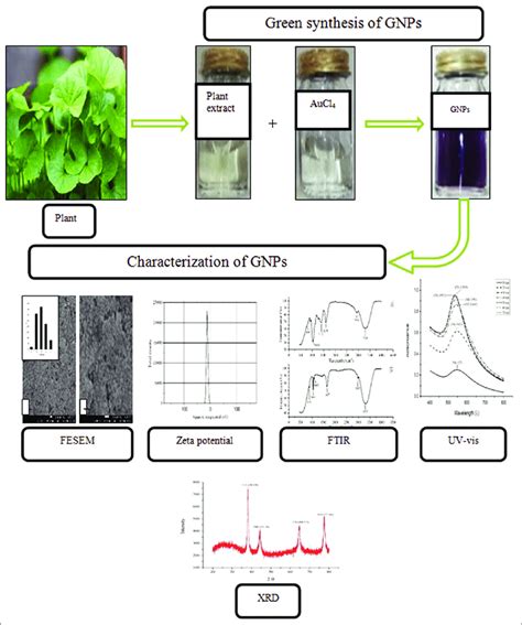 Green Synthesis And Characterization Of Nanoparticles Using Plants Download Scientific Diagram