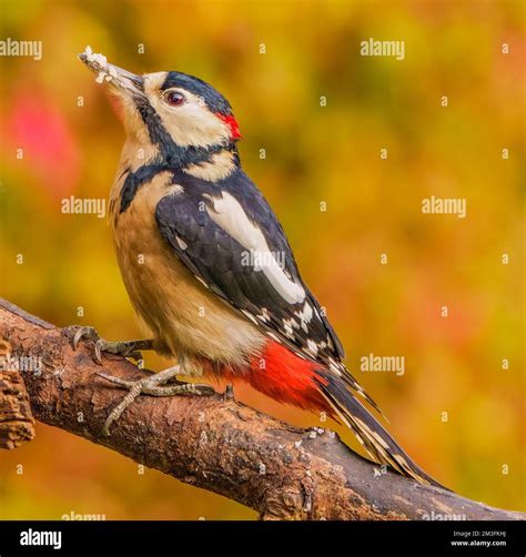 Great Spotted Woodpecker Stock Photo - Alamy