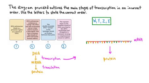 Question Video Understanding The Stages Of Transcription Nagwa