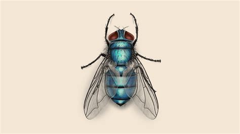 Facts About Bottle Flies Fly Habits And Behaviors Orkin