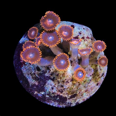 Soft Coral Frags Alyssas Seahorse Savvy