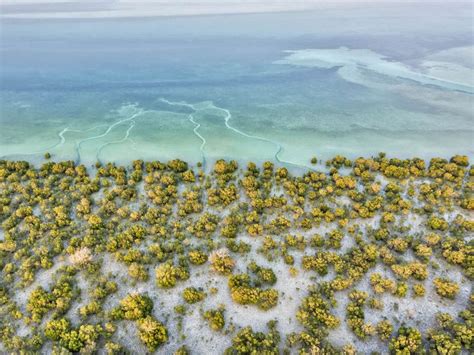 Uae National Day How Abu Dhabis Mangrove Forests Become Part Of